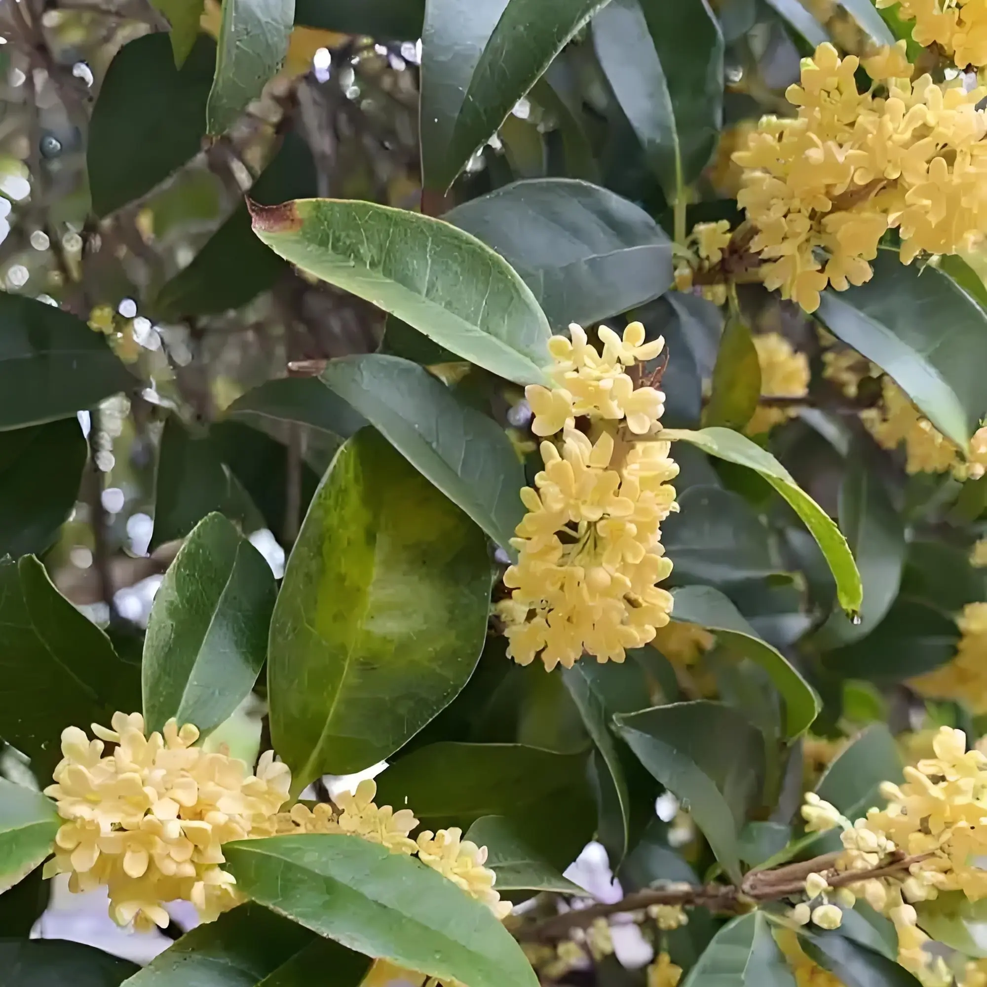 浓香型四季常青桂花适合庭院别墅地栽树桩