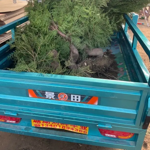 云杉松枝条鲜切花材可DIY装饰美观花卉