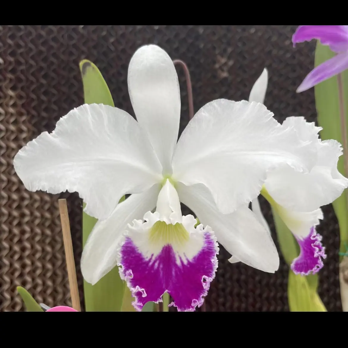 半白瓦涅里自交实生小苗卡特兰洋兰花卉盆栽保苗不保花