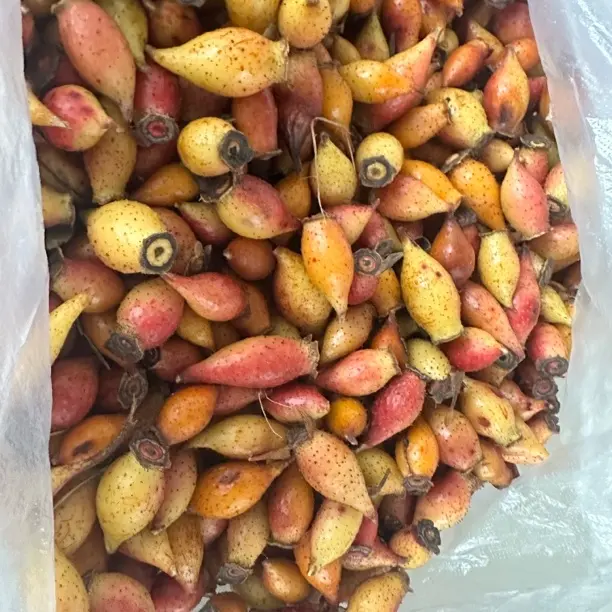 子山石榴可泡酒泡茶煲汤鲜果