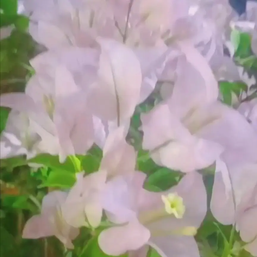 三角梅盆栽四季开花勤花品种好养活适合庭院基地阳台种植
