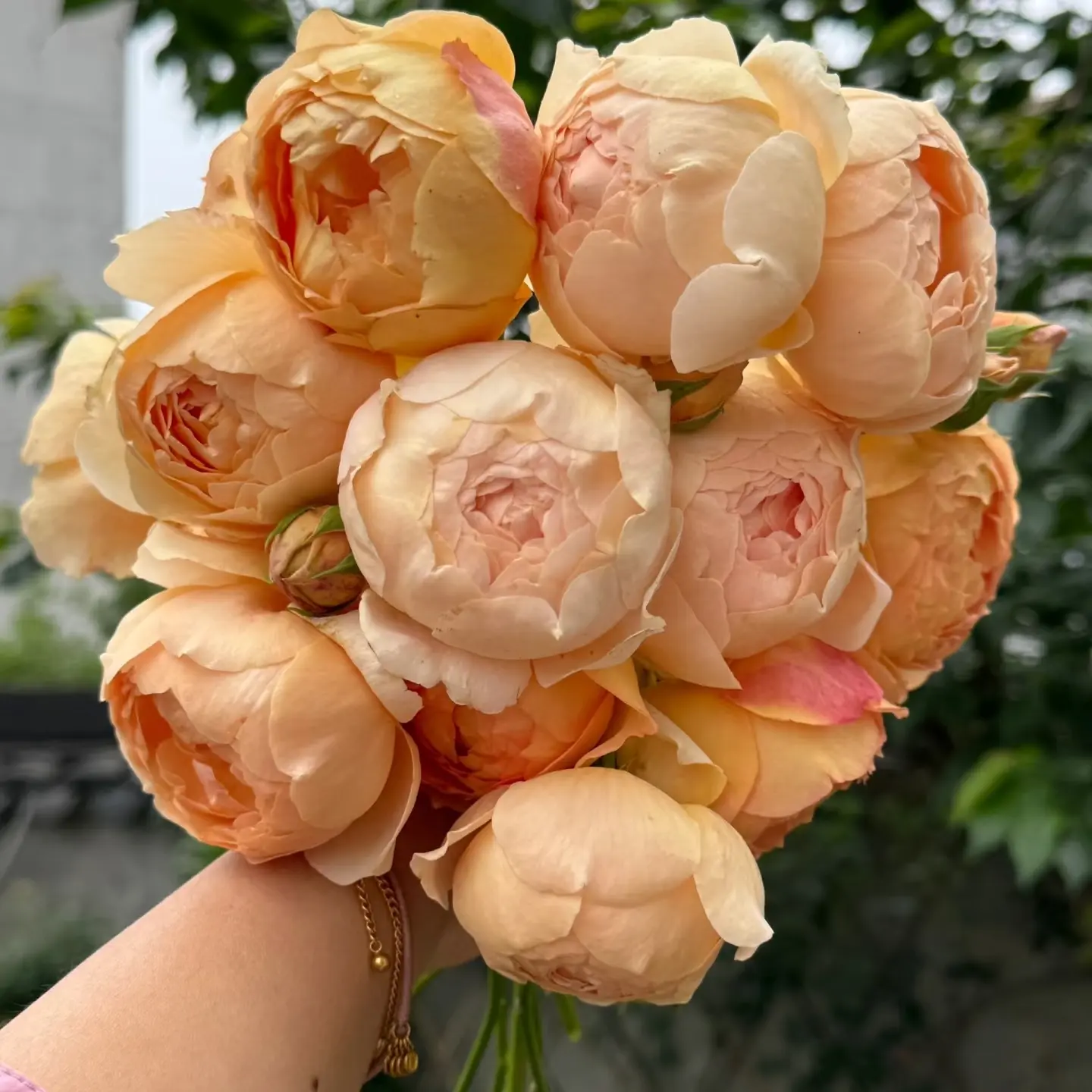 藤本月季夏洛特夫人奥斯汀系列大花浓香庭院栽培爬藤月季拱门花墙