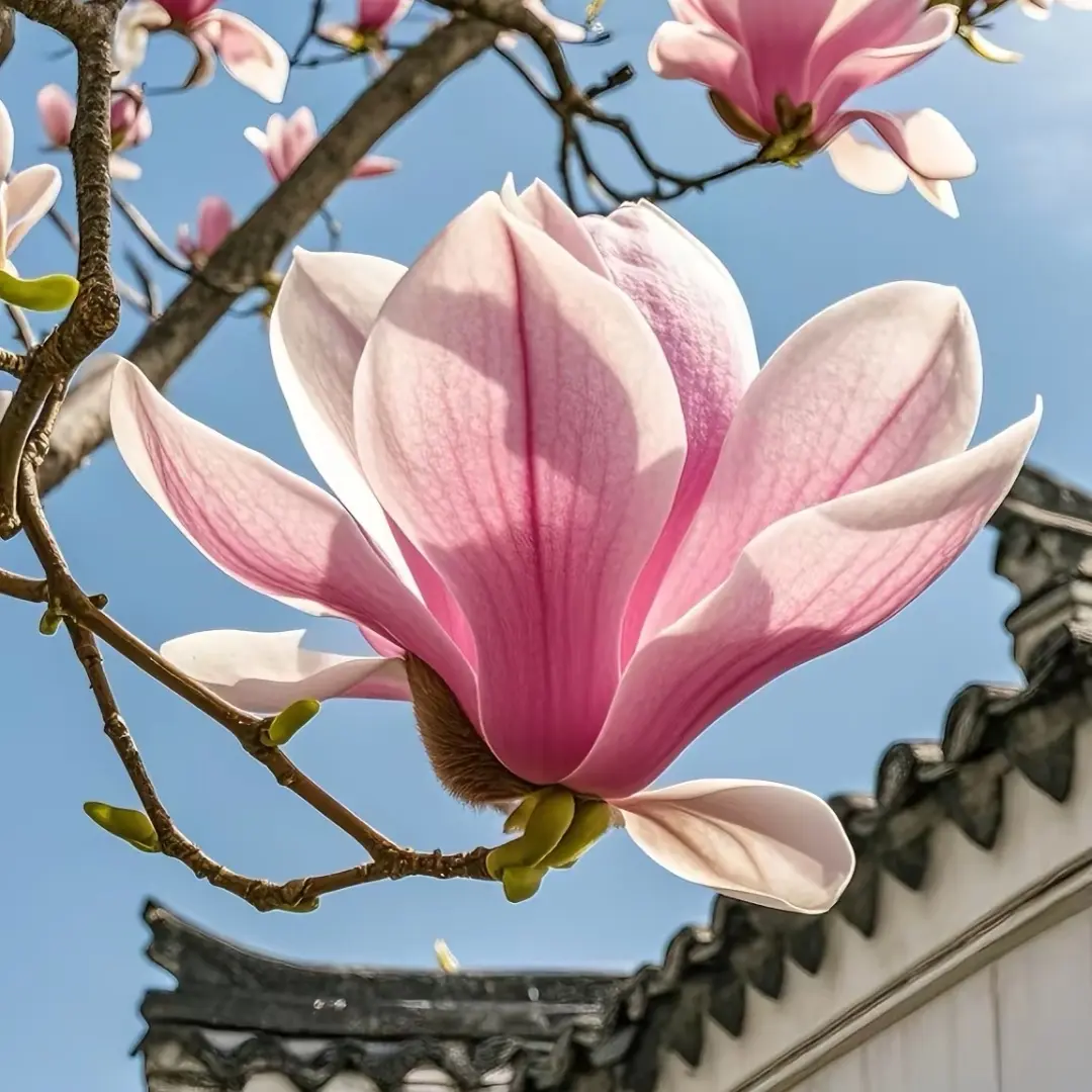 玉兰花树带花苞 四季浓香重瓣 粉白紫红黄 庭院种植耐寒好养活