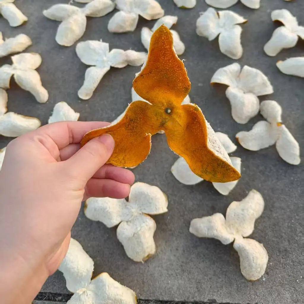 【刘邦精选】2025年新会会城大红皮十年原枝老树 花蜜香 柑香