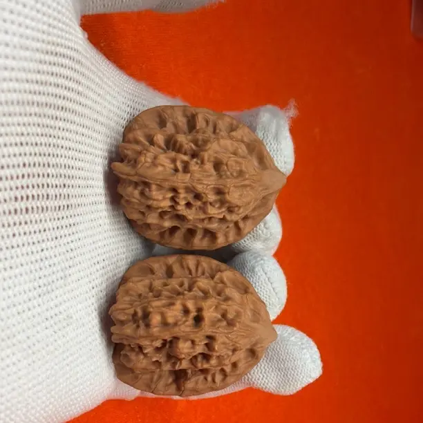 原生树水泉沟公子帽GZ333348J