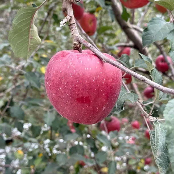 云南昭通冰糖心丑苹果红富士当季新鲜现摘脆甜多汁产地直发