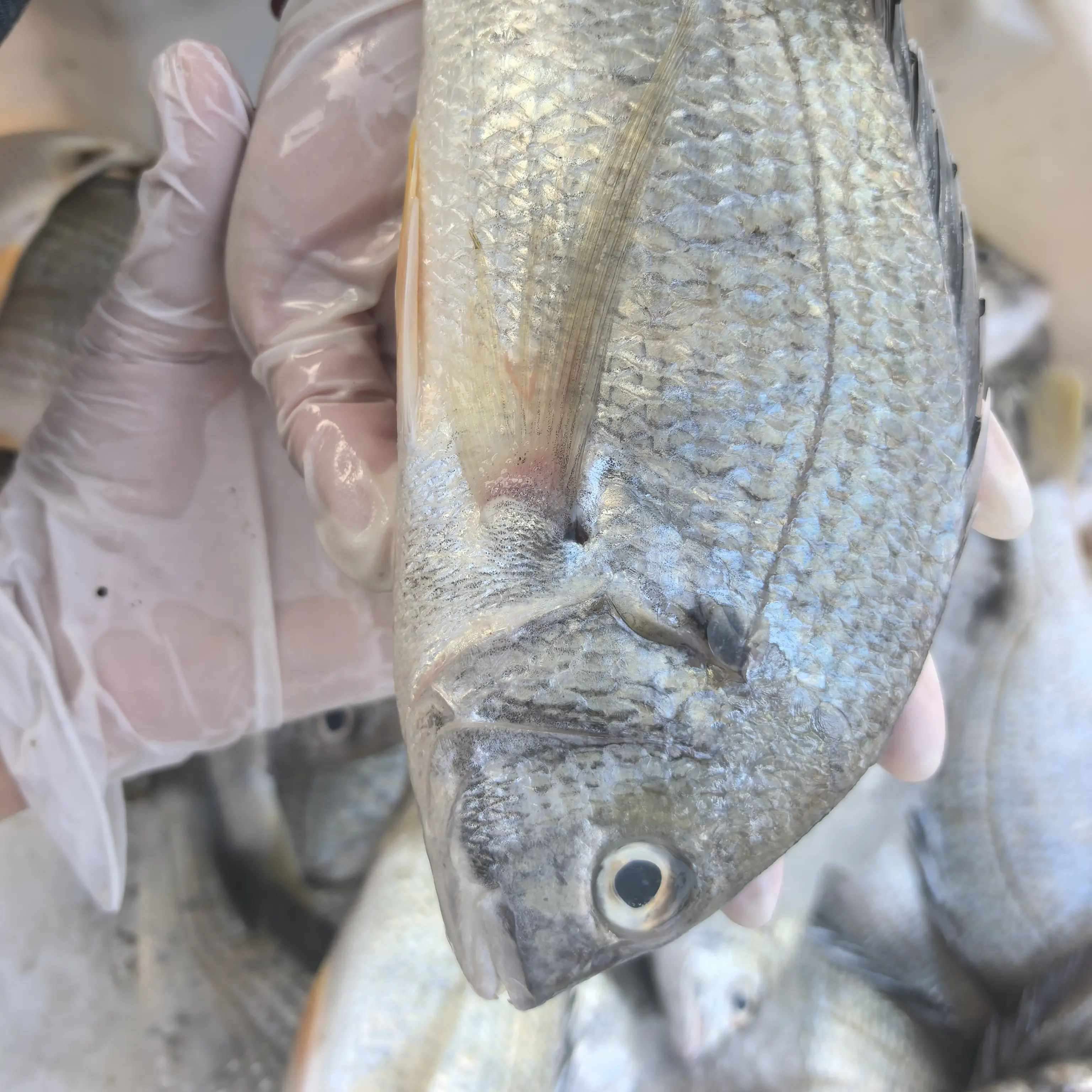 北海自家渔船海捕黄腊鱼黄翅鱼当天捕捞新鲜上岸 5斤起拍空运包邮