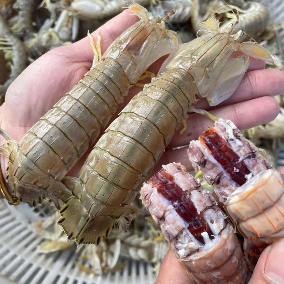 个头大虾虎保8成肥活发保鲜不保活默认失水5%【公母混发】