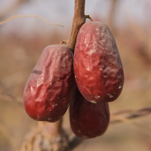 【新疆直发】和田大枣树上吊干未清洗【一级】产地直发包邮