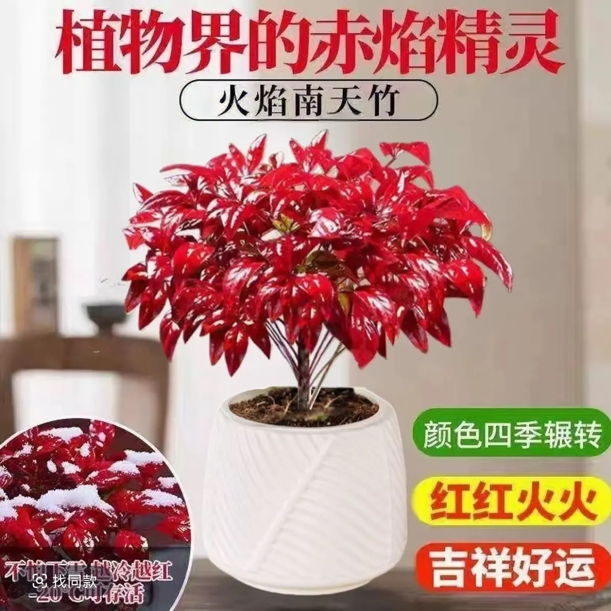 W【越冷越红】火焰南天竹耐寒盆栽室内外客厅办公室冬季变色绿植