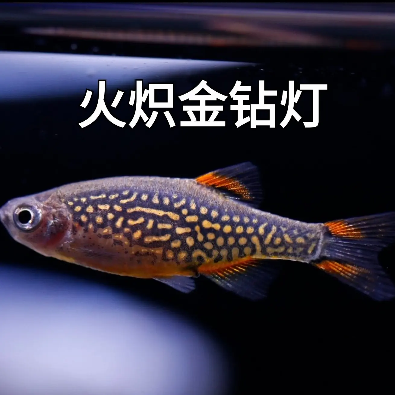 火翅金钻灯鱼红翅珍珠小型热带淡水观赏鱼群游草缸活体好养耐活
