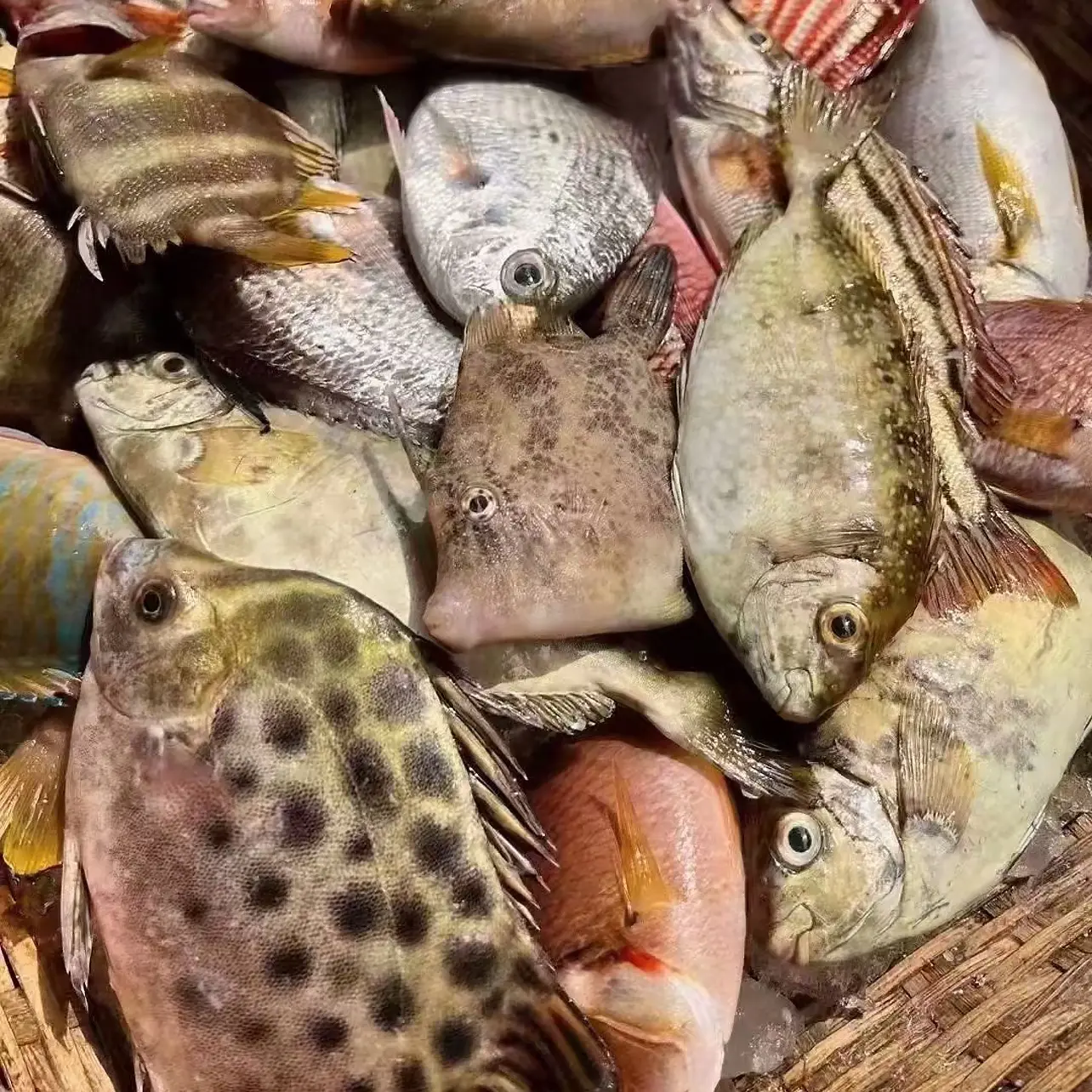 广东汕尾本港货 杂鱼连接 以直播间为准