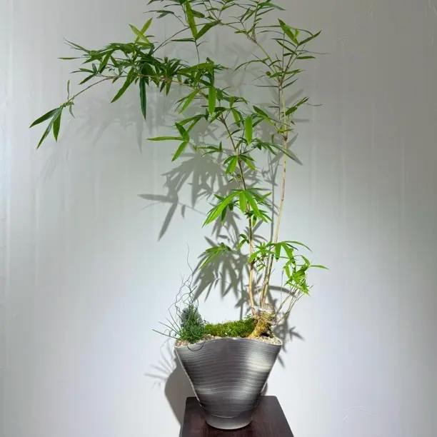 【提桩琴丝竹】竹韵新枝，入户生翠 四季常青好养易活绿植