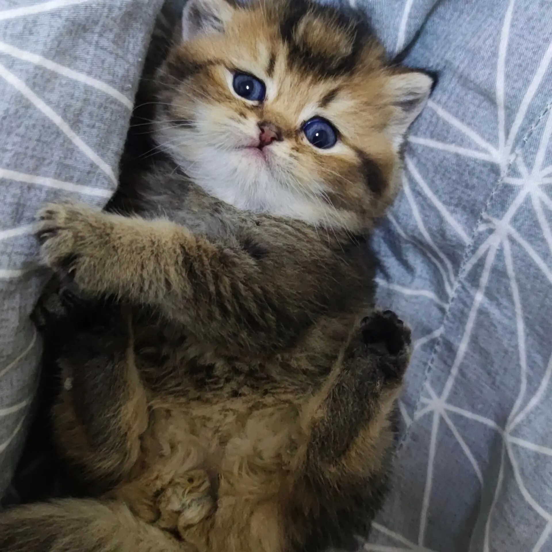 多种品种可爱宠物猫金虎斑猫黑金渐层猫售卖