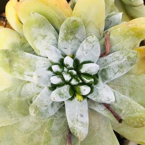 青花瓷暗纹系多肉植物脱土发货新手好养可室内养护