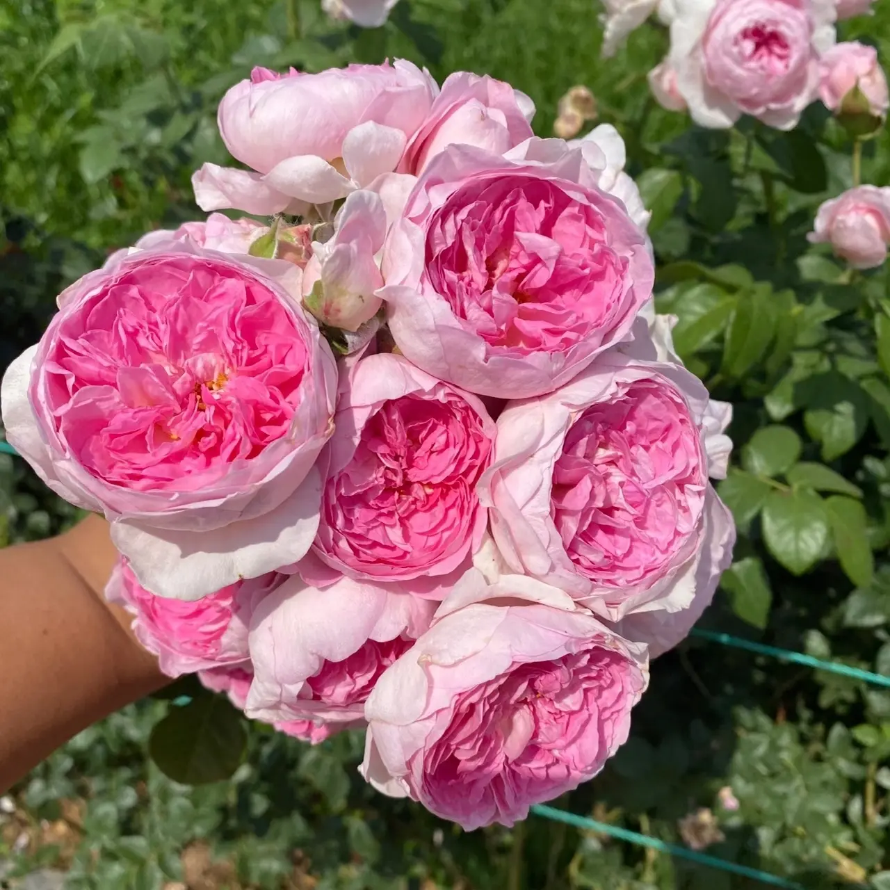 我的心月季花 粉色浓香小包子 露台盆栽灌木丰花多头直立可做藤本