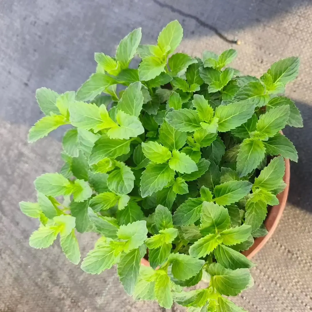 薄荷大盆栽室内外好养驱蚊清香水培香草绿植女贞