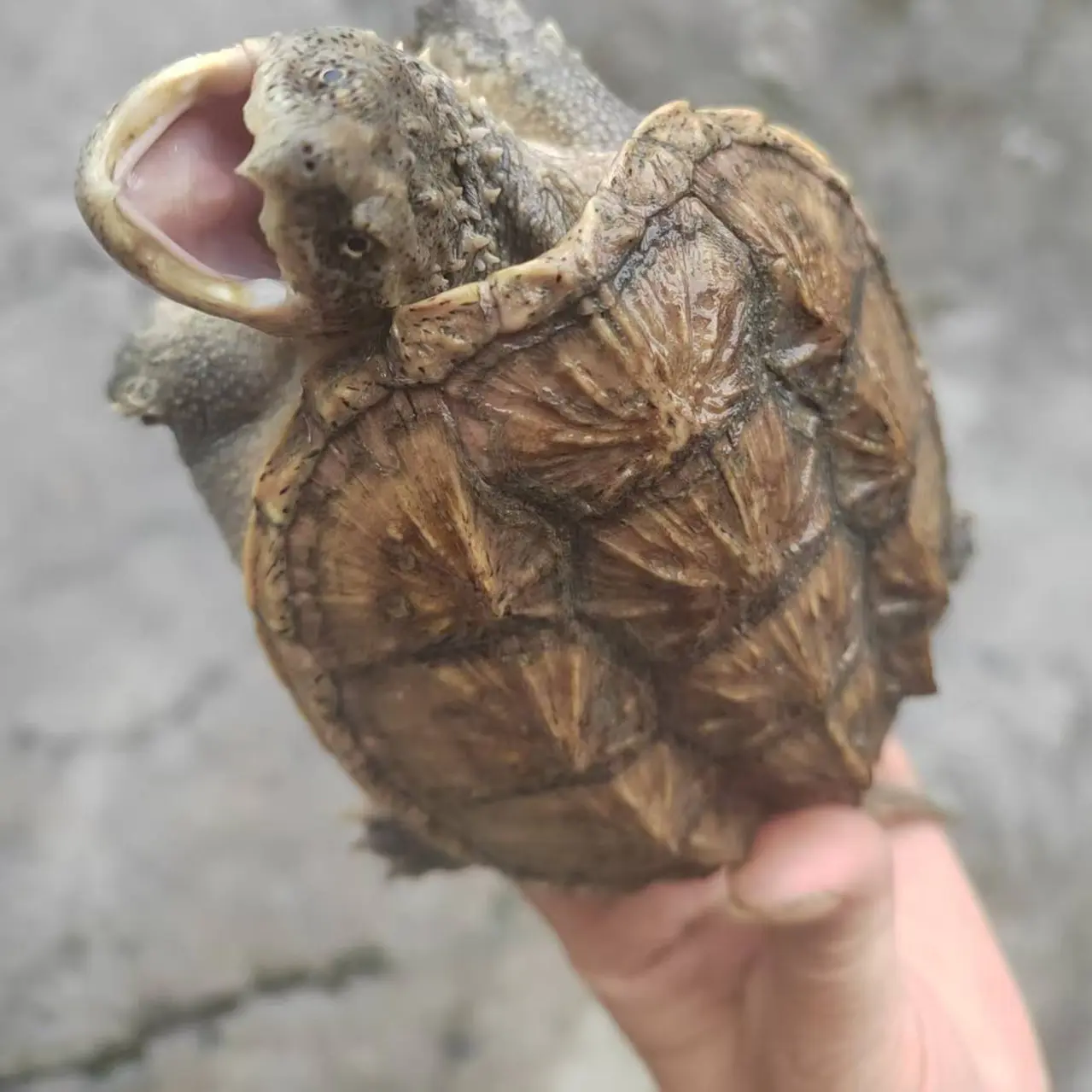 外塘纯种冷水养殖精品杂佛鳄鱼龟（直播间改价专区）