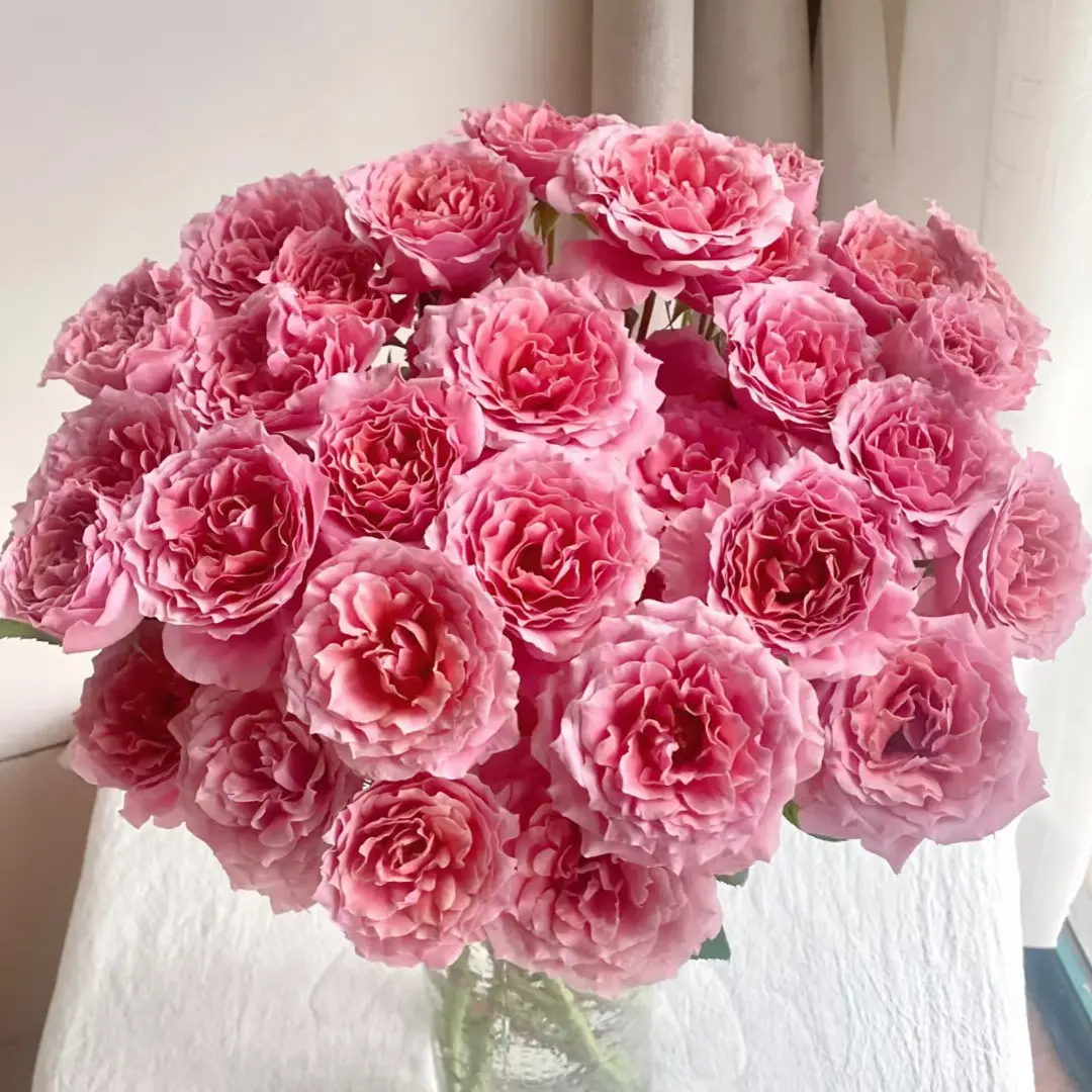 (20把起发)粉色拉拉队10支玫瑰(花店配货)