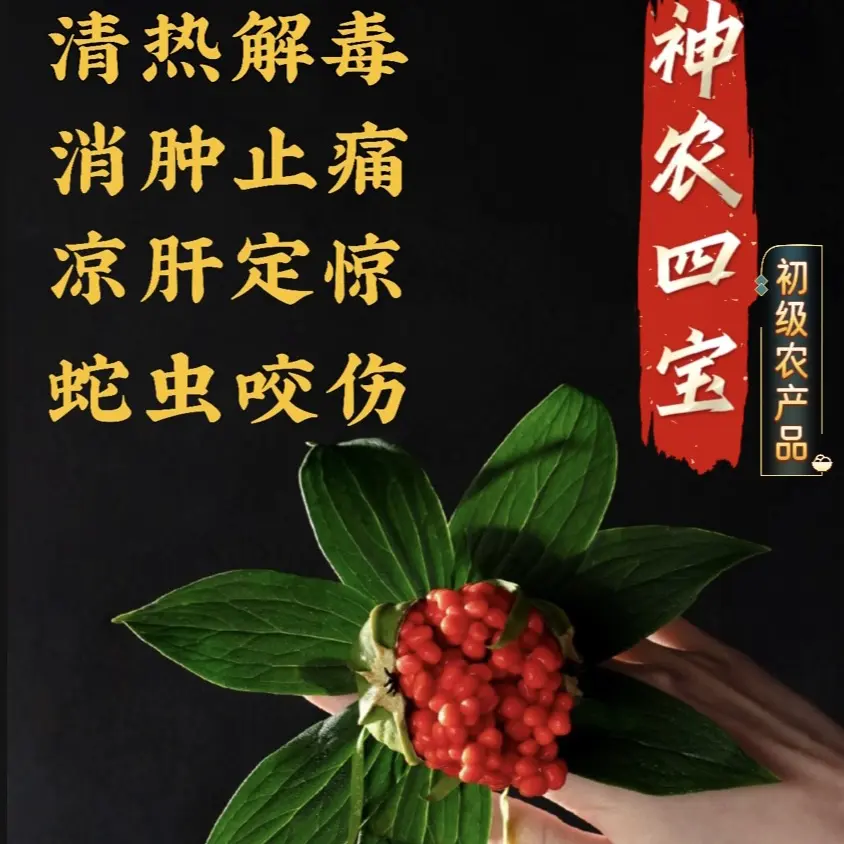 【特惠斤装】云南高杆大叶滇重楼七叶一枝花绿植盆栽盆景1斤装【支持