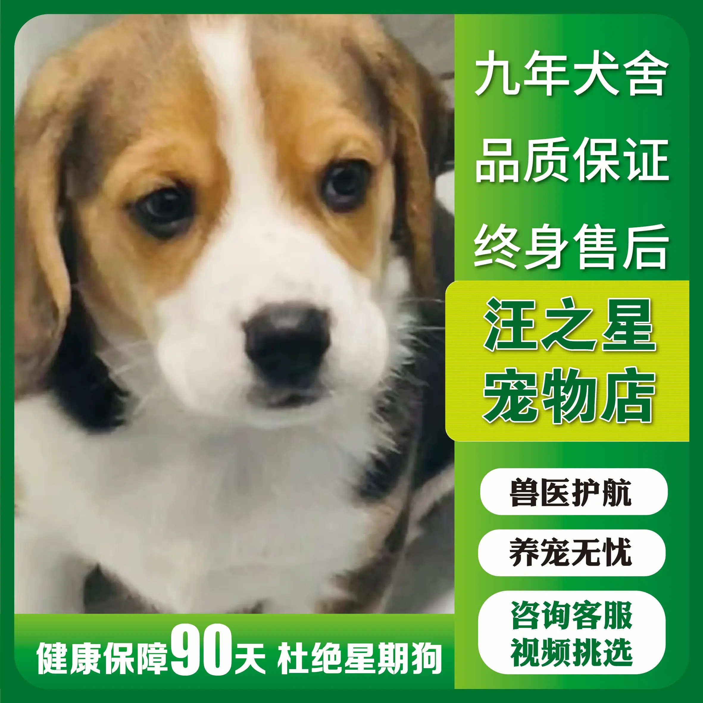 纯种大耳朵比格犬幼犬小型双血统米格鲁猎兔猎犬宠物狗