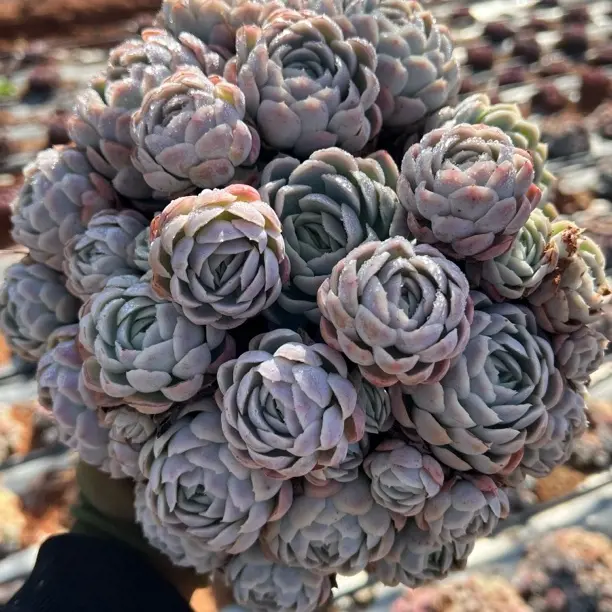 地栽冰梅20CM  多肉植物   精致群生