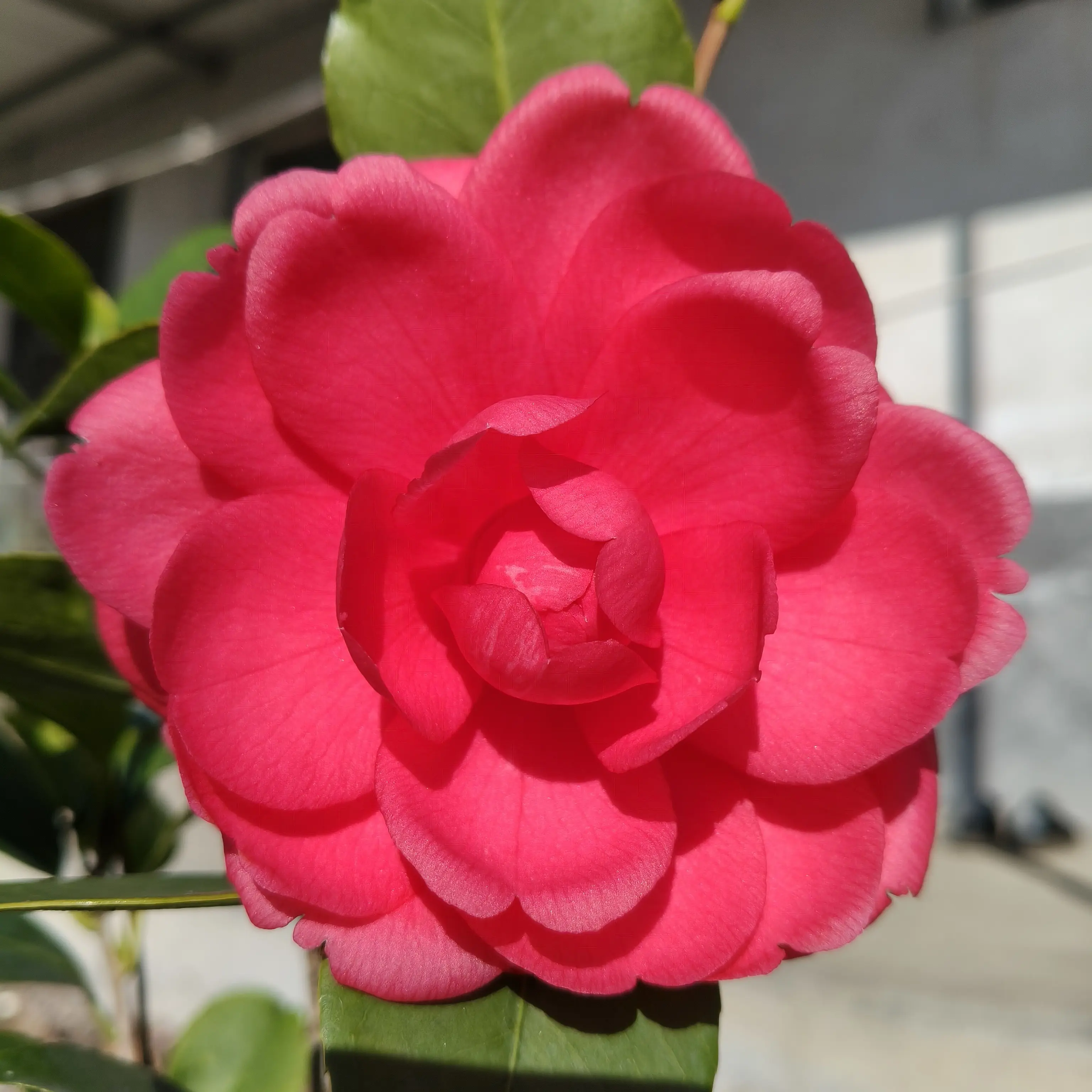 山茶花盆栽四季开花耐寒多分支室内阳台好养绿植