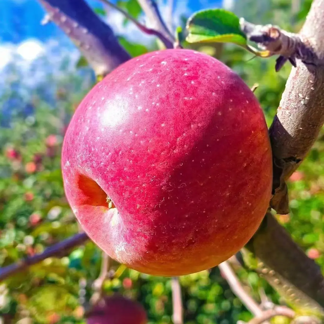 正宗康定达杠糖心苹果新鲜现摘脆甜多汁水果