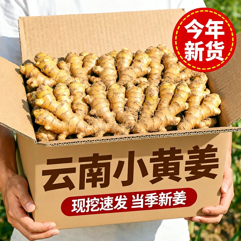 【邮政优选】云南小黄姜现挖仔姜新姜月子姜农家高山种植辛辣