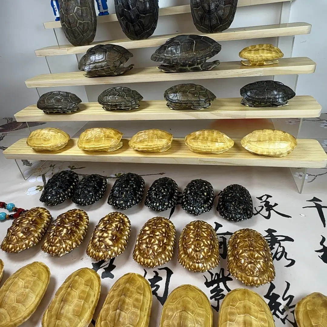 拍下物品为直播展示物品一物一拍，文玩龟甲  摆件装饰47