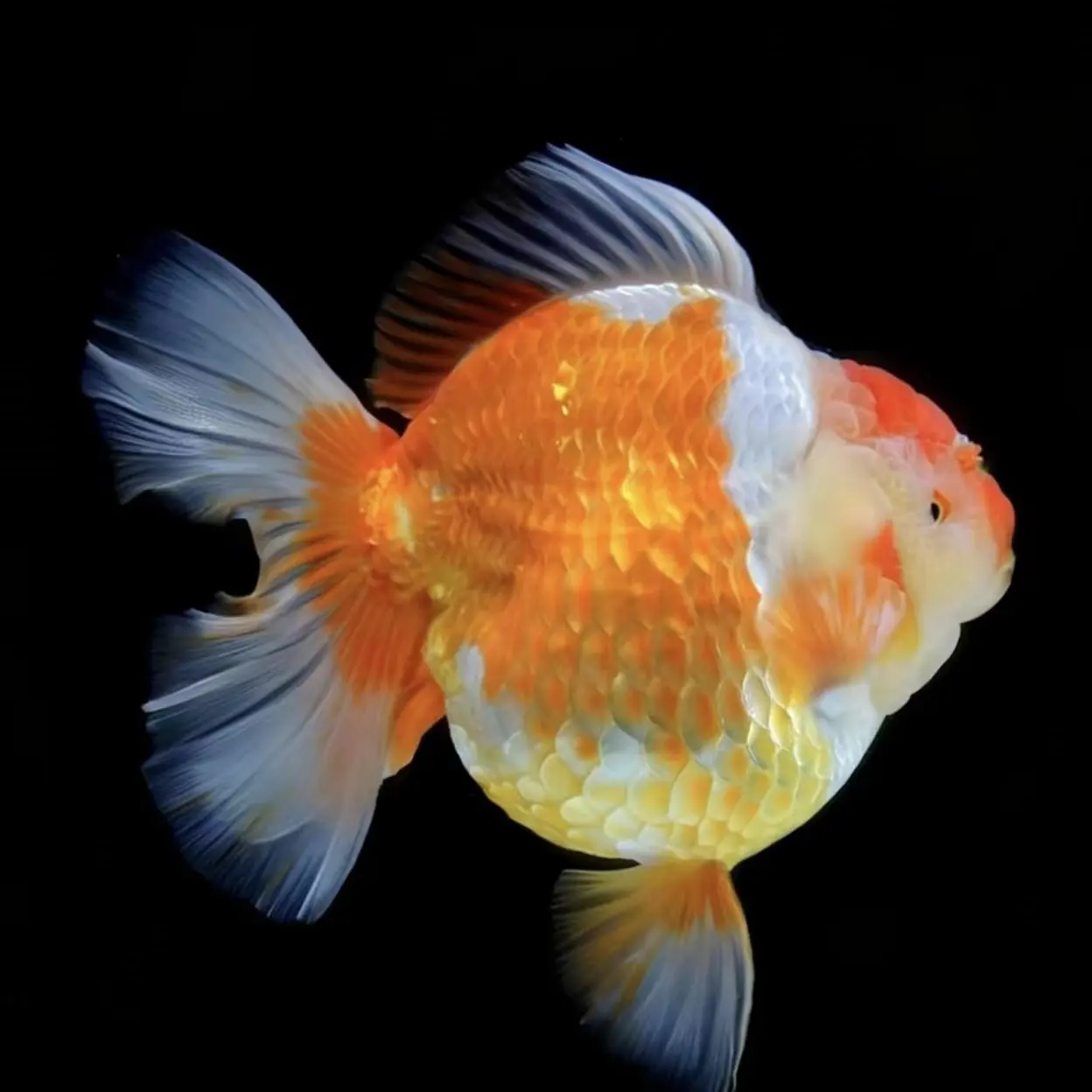 精品百褶泰狮观赏鱼