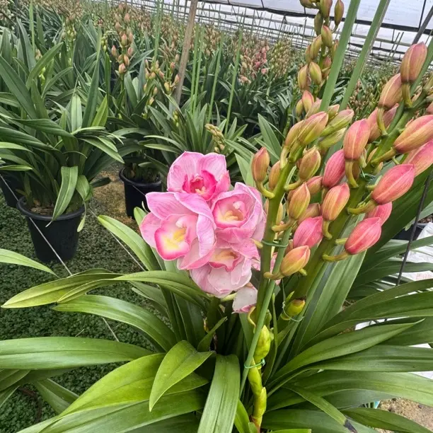 大花蕙兰（六朝金粉）云南基地直发