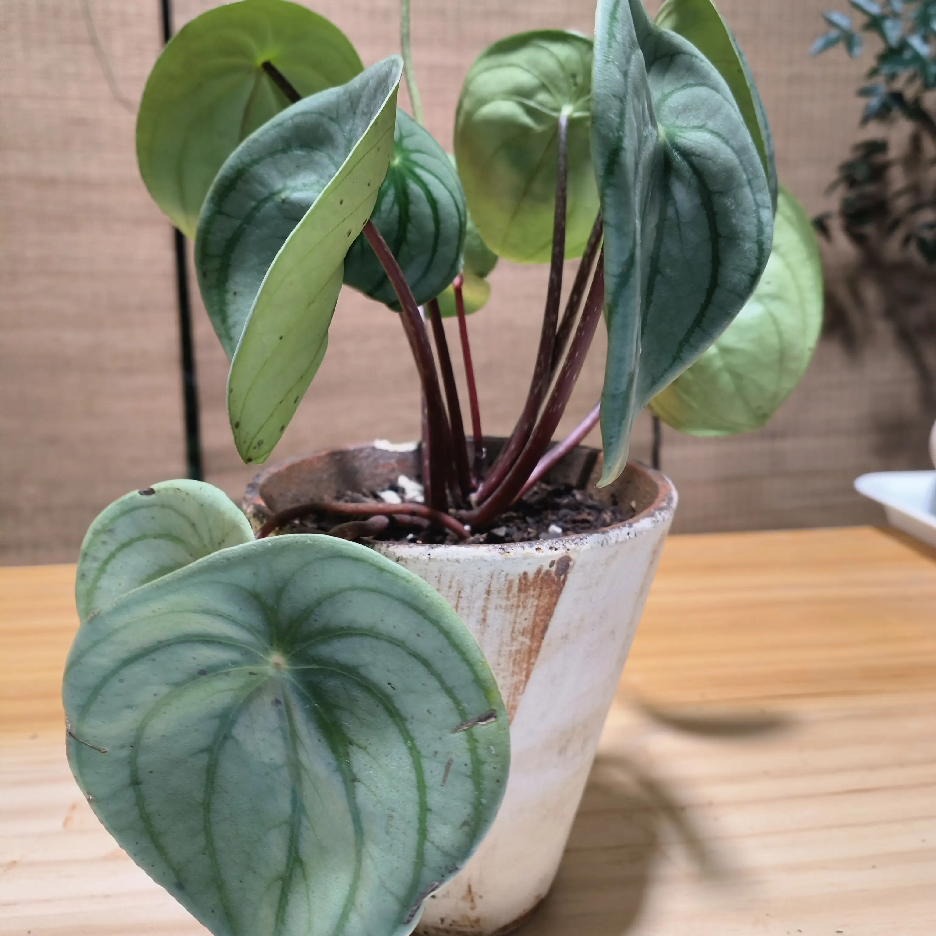 好养的麒麟瓜椒草室内绿植可净化空气