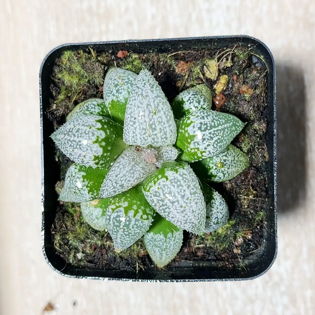 白银寿十二卷新手好养室内阳台多肉植物带盆带土绿植盆栽