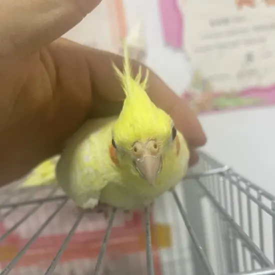 手养玄凤鹦鹉活体雏鸟黄化