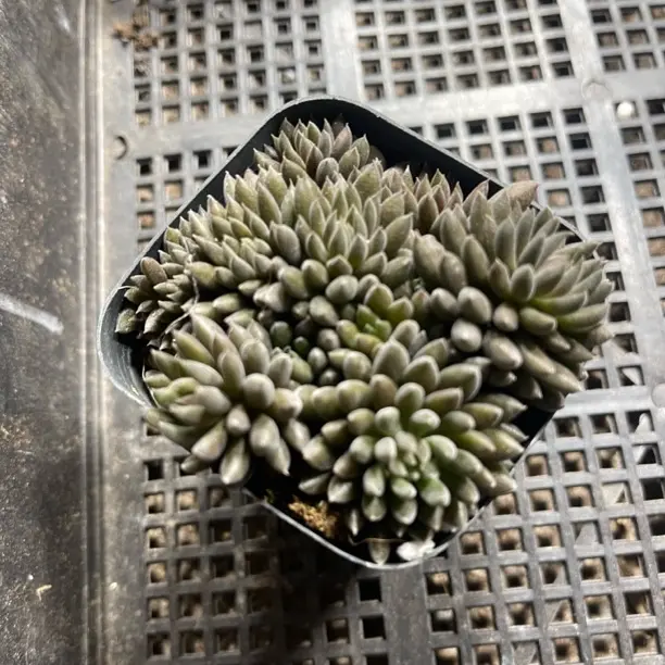 多肉植物 滇石莲满12.9包邮