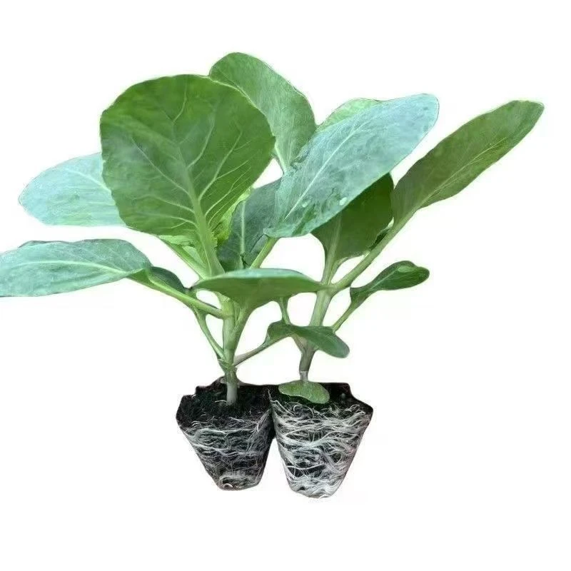 精品耐寒正宗西兰花苗蔬菜秧苗带土发货四季高产适应性强地栽