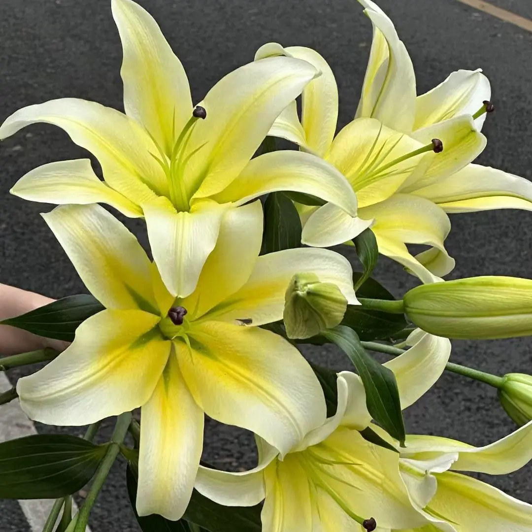 黄天霸香水百合花鲜花水养基地直发芳香四溢家用插花