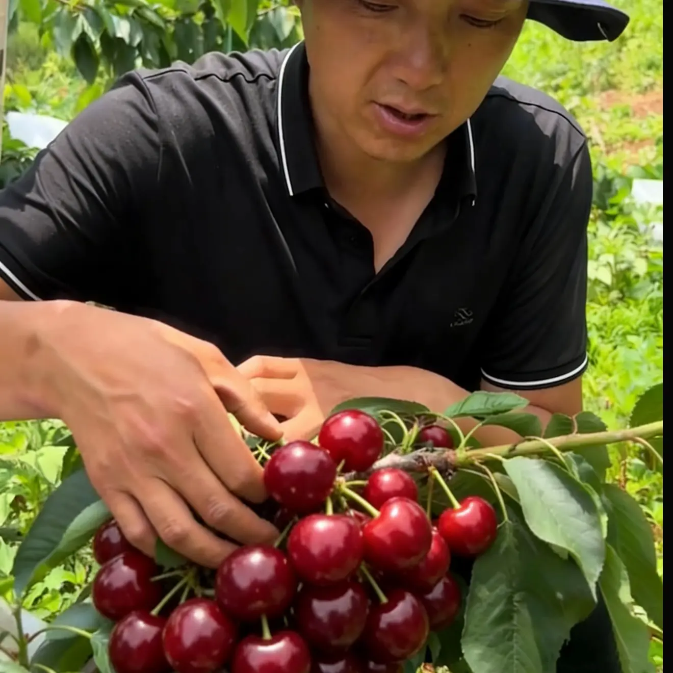 【张班长】车厘子树苗新年福利款【2棵1-2厘米】自花授粉一棵也结果