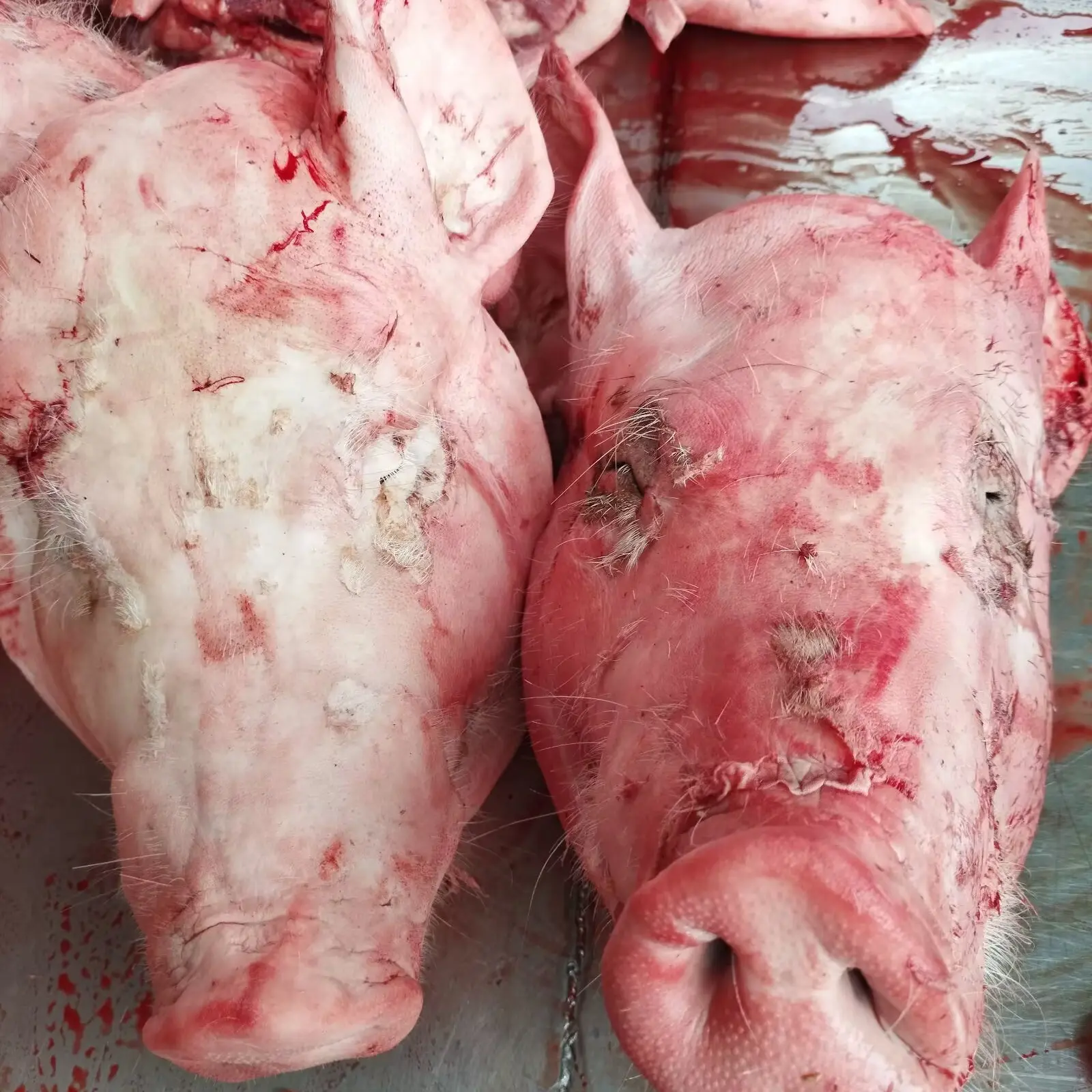 年货必备  新鲜猪头带口条耳朵半劈开带骨猪头肉干净无毛农家土猪