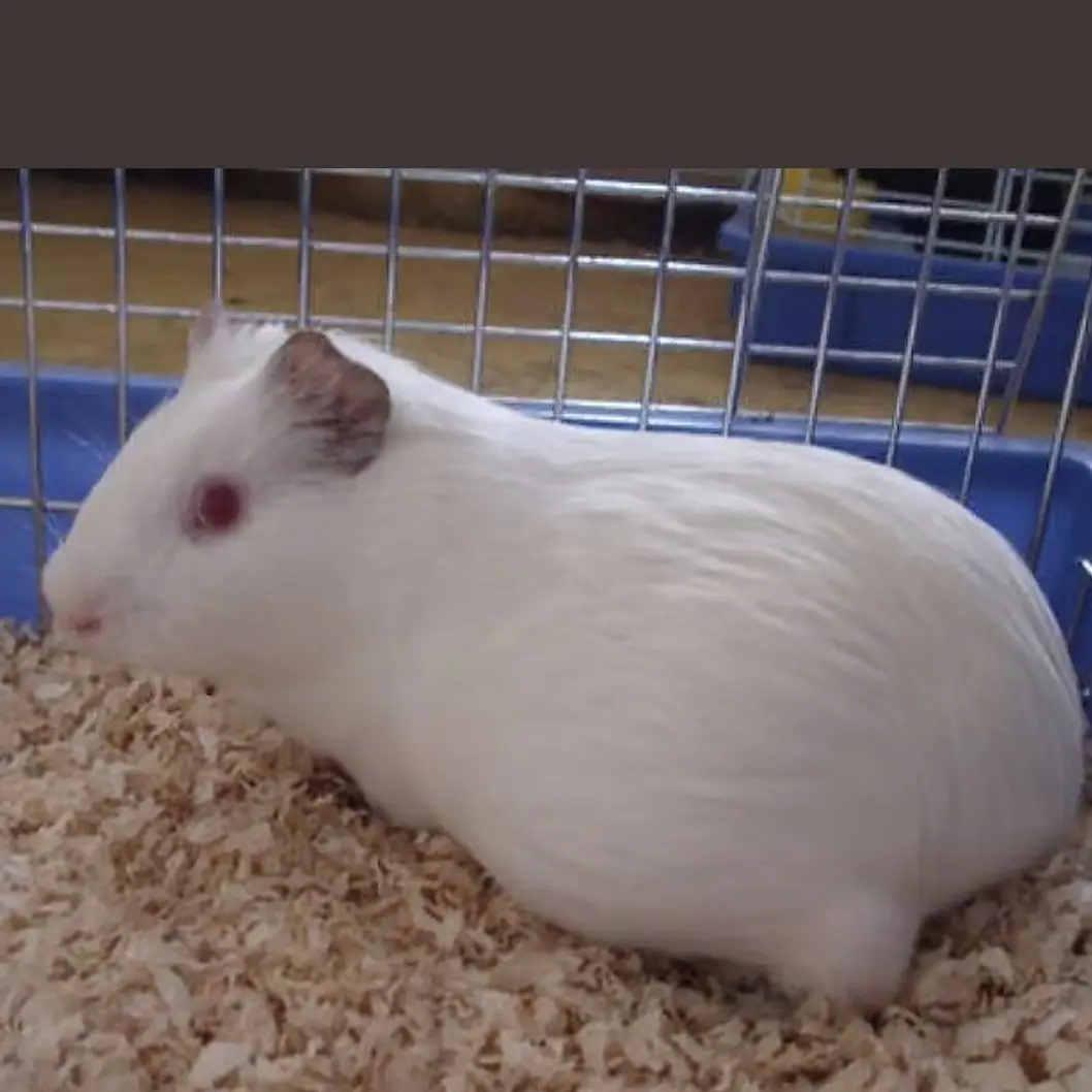 纯白代孕荷兰猪 体重1.1到1.5斤左右