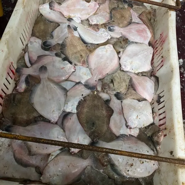 青岛野生鼓眼鱼5斤新鲜海捕速冻锁鲜肉嫩刺少顺丰快递发货