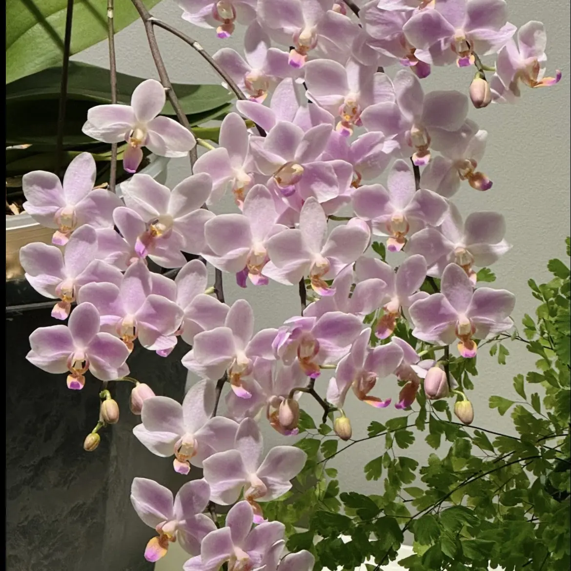 粉（残雪）蝴蝶兰带花剑发货耐热型夏花续花型花期超长好养活