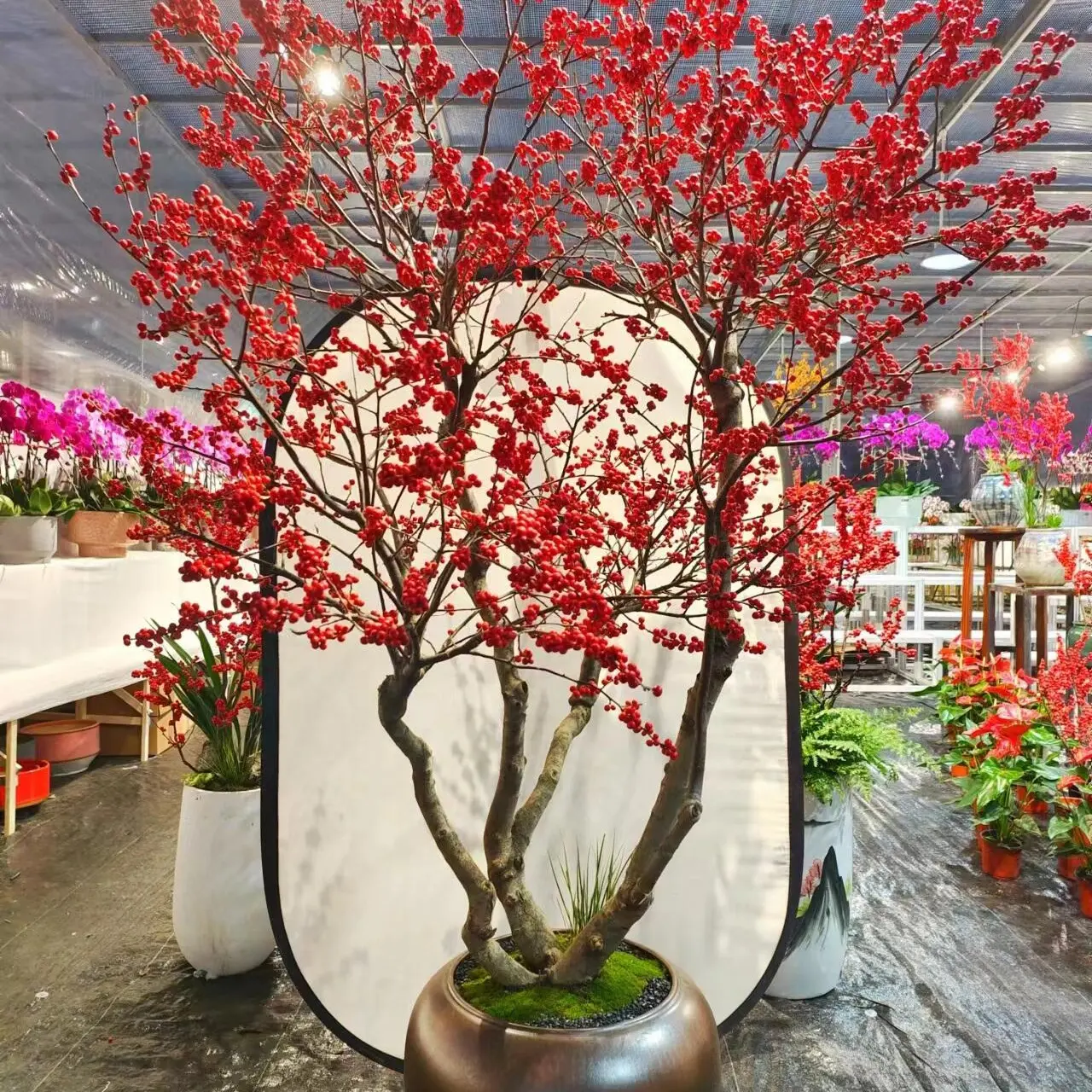 北美冬青云南基地直发4年大苗