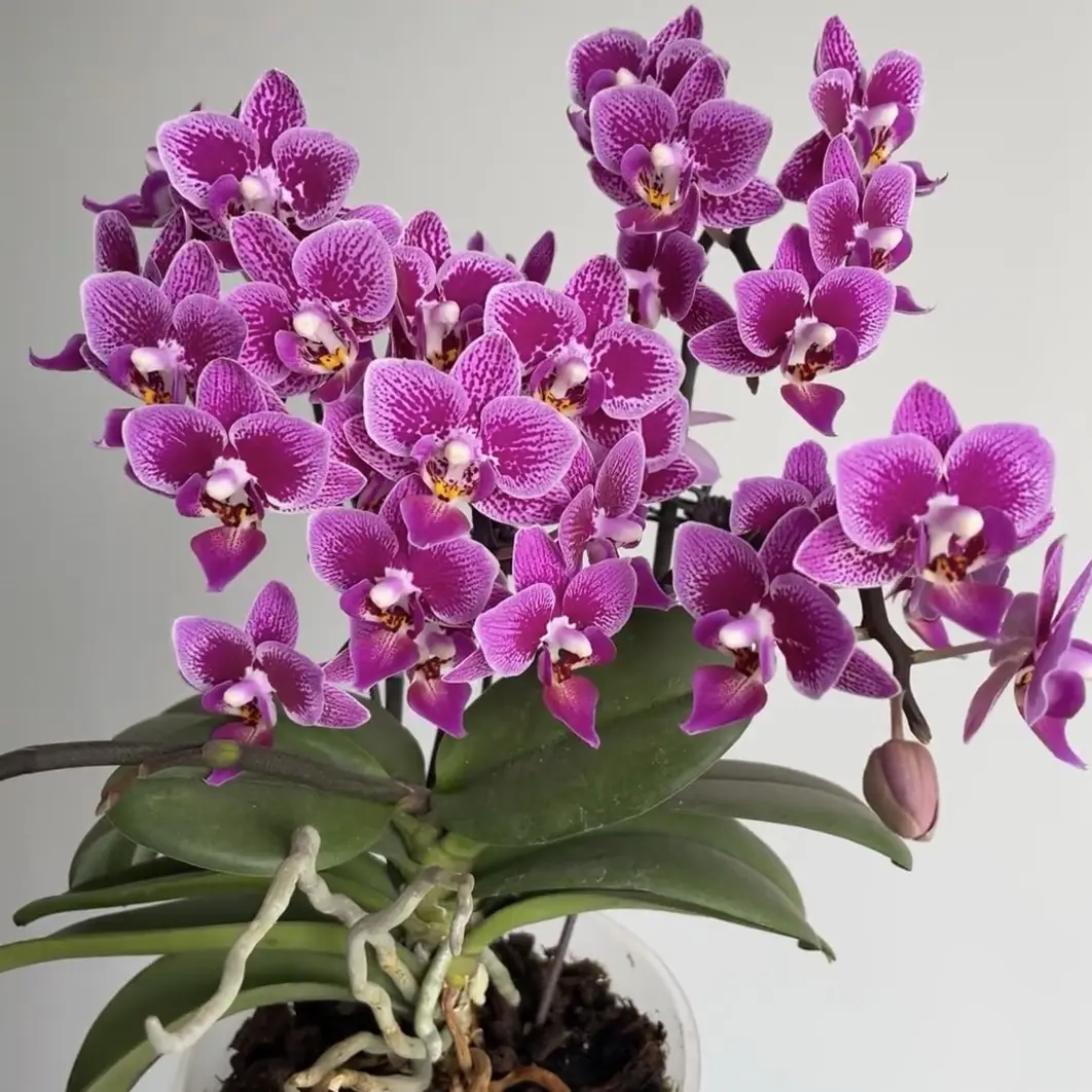 多花剑蝴蝶兰抽梗苗带花剑耐养易活花期长室内观赏花卉