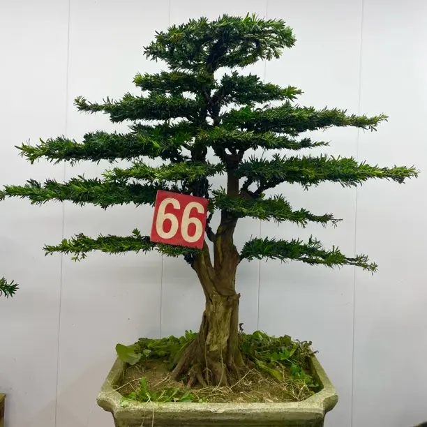 罗汉松盆景室内外绿植盆栽四季常青好养