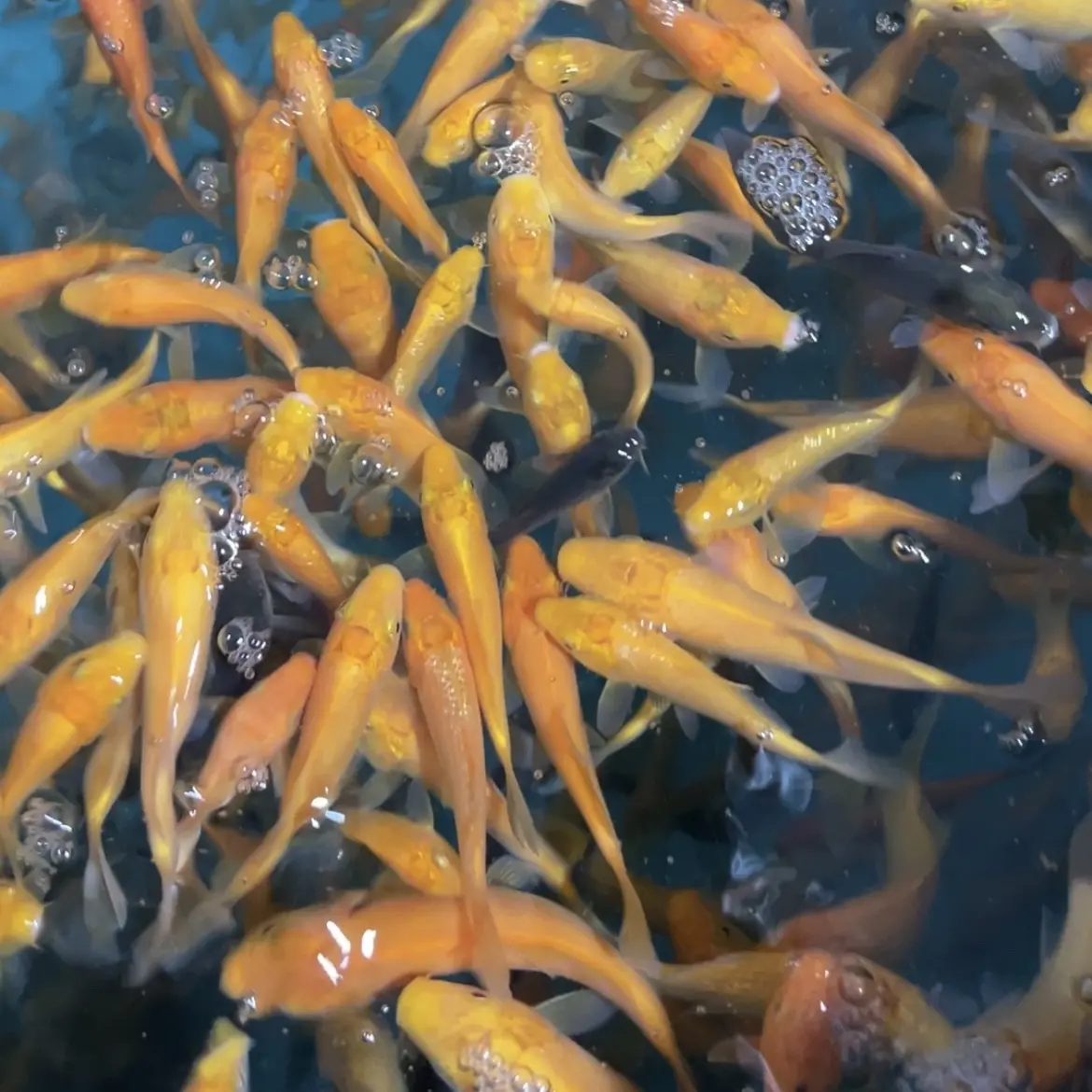 红白三色锦鲤冷水淡水观赏鱼好养耐活