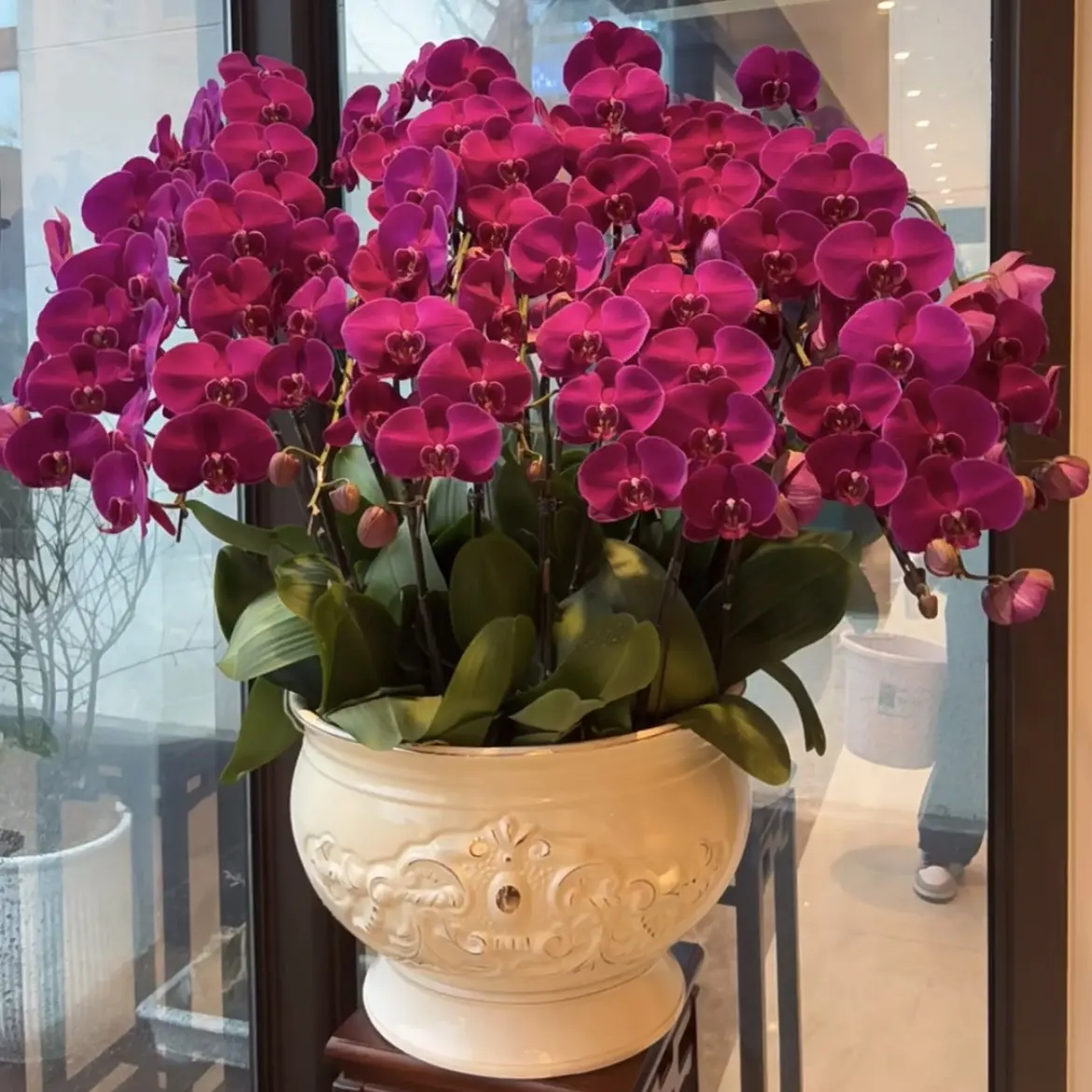 年宵紫红色蝴蝶兰【大辣椒】叶片无售后