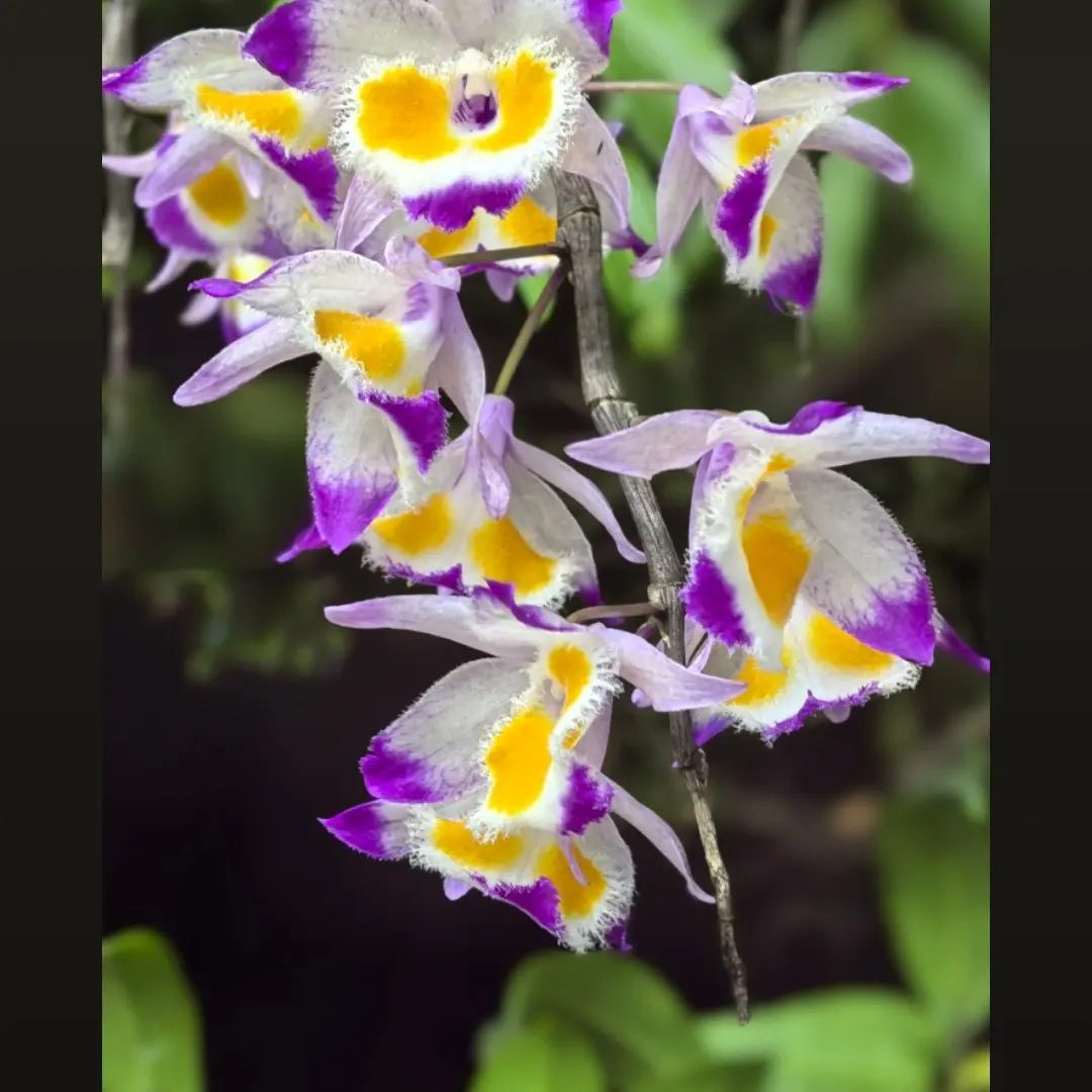 云南高山紫皮石斛种植可观赏花卉花香爆花机器