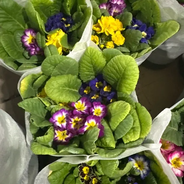 报春花盆栽带花苞发货耐寒四季开花室内阳台庭院花卉绿植好养